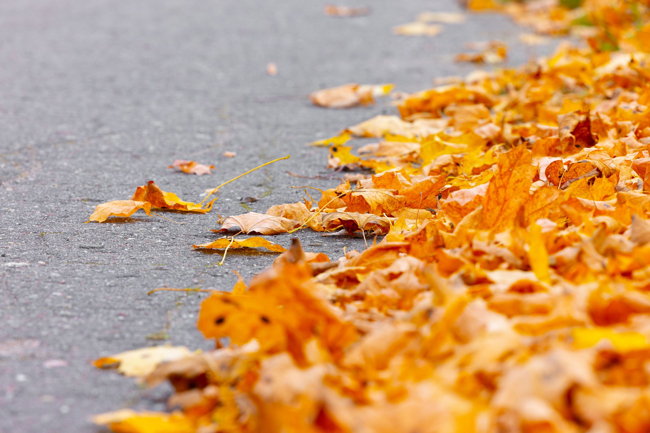 Leaves on asphalt