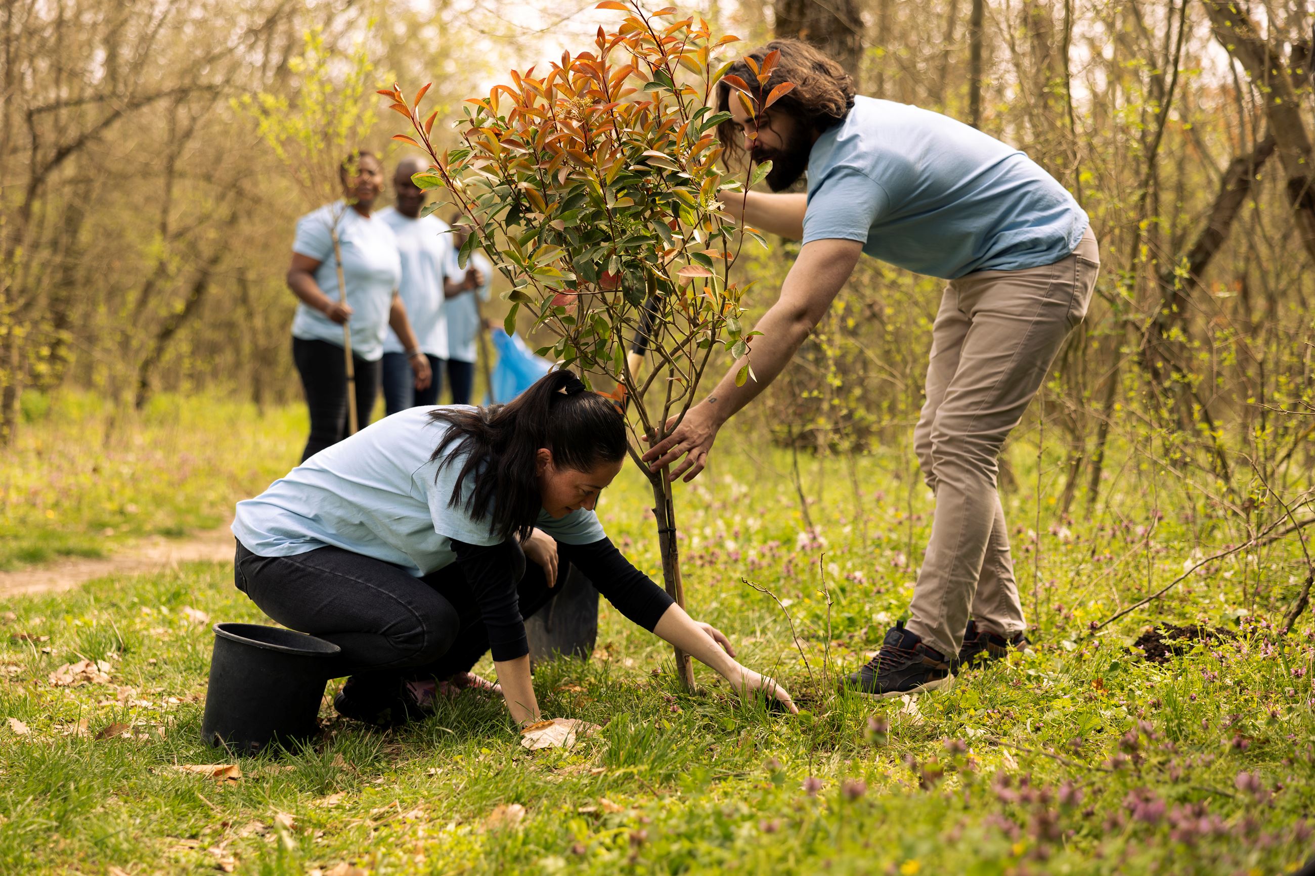 Man and woman working together to plant a tree 